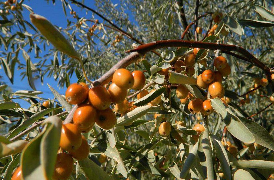 1475984023478083.jpg IMG_7884_副本.jpg